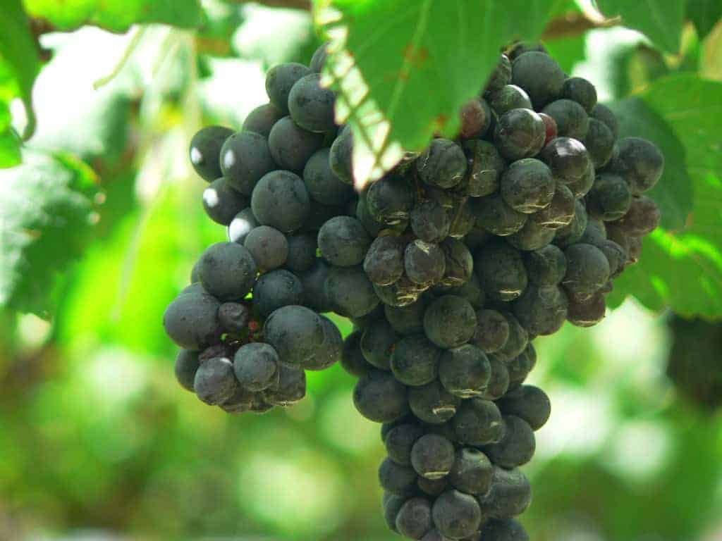 Philly Uncorked: Austrian Whites