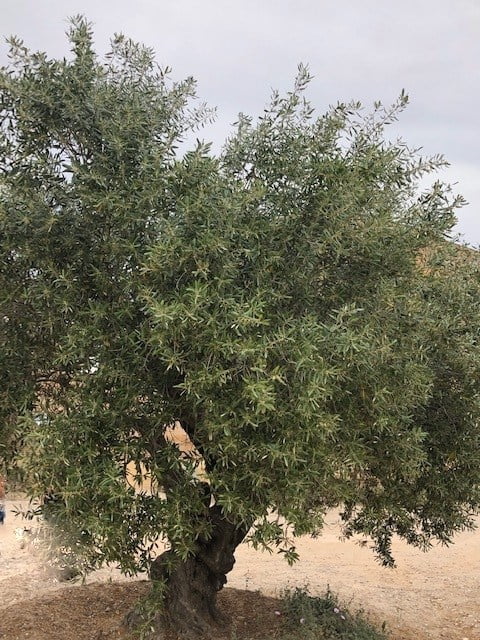 Sp Penedes Olive Tree