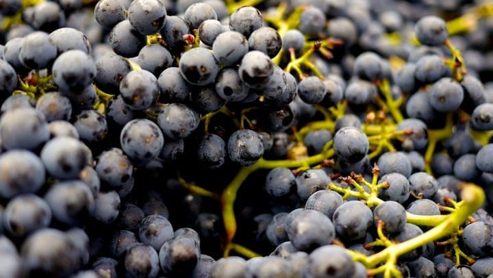 grapes wine grapes pinot noir wine food alcohol 1370912 pxhere.com