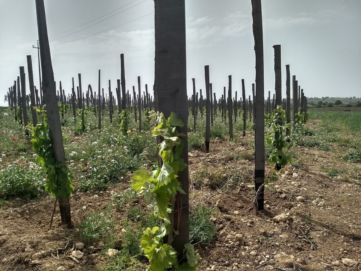 sicilian vineyard