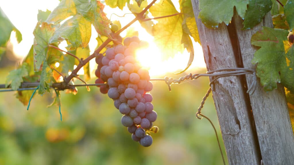 Bunch of red grapes. Sunset light with sun in the background. Flare and warm light tell the harvest period of grapes for the production of wine.