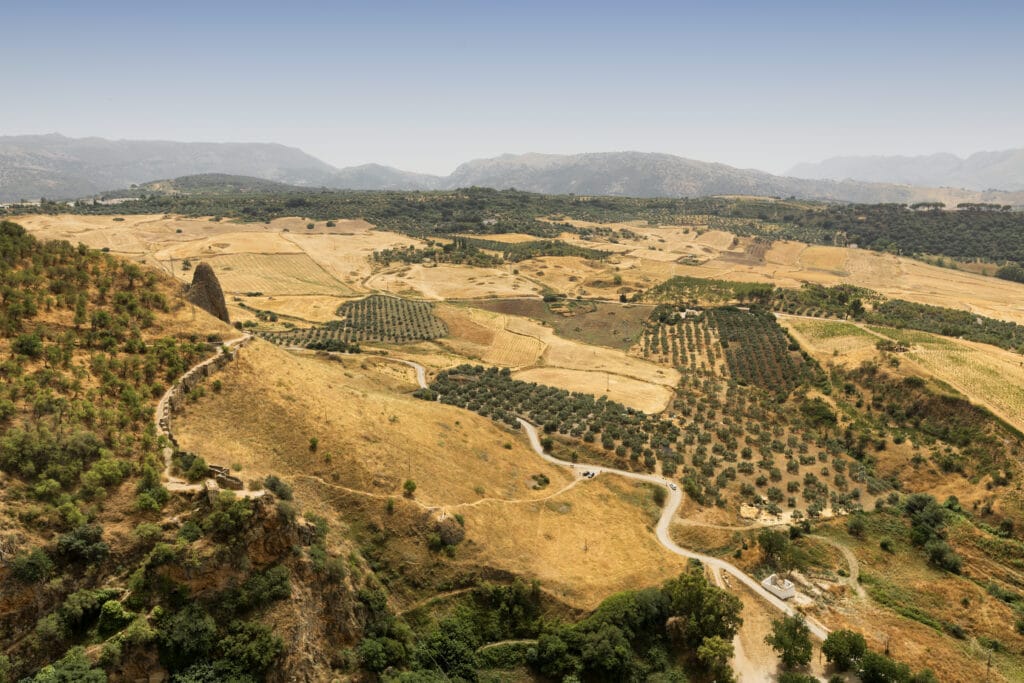Vineyards In Andalucía, Spain
