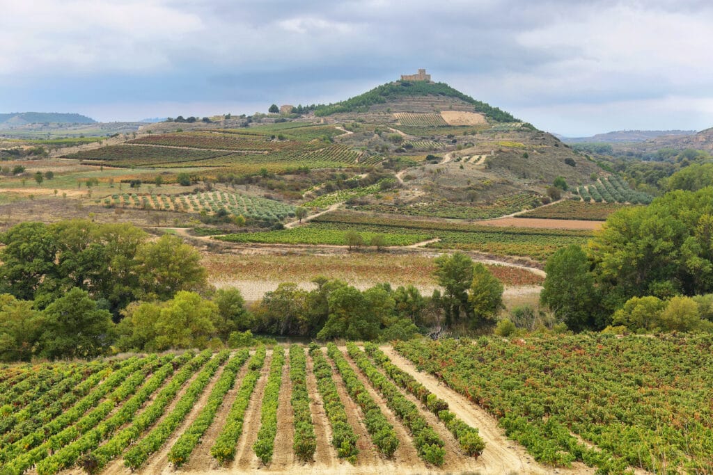 Vineyard In Rioja
