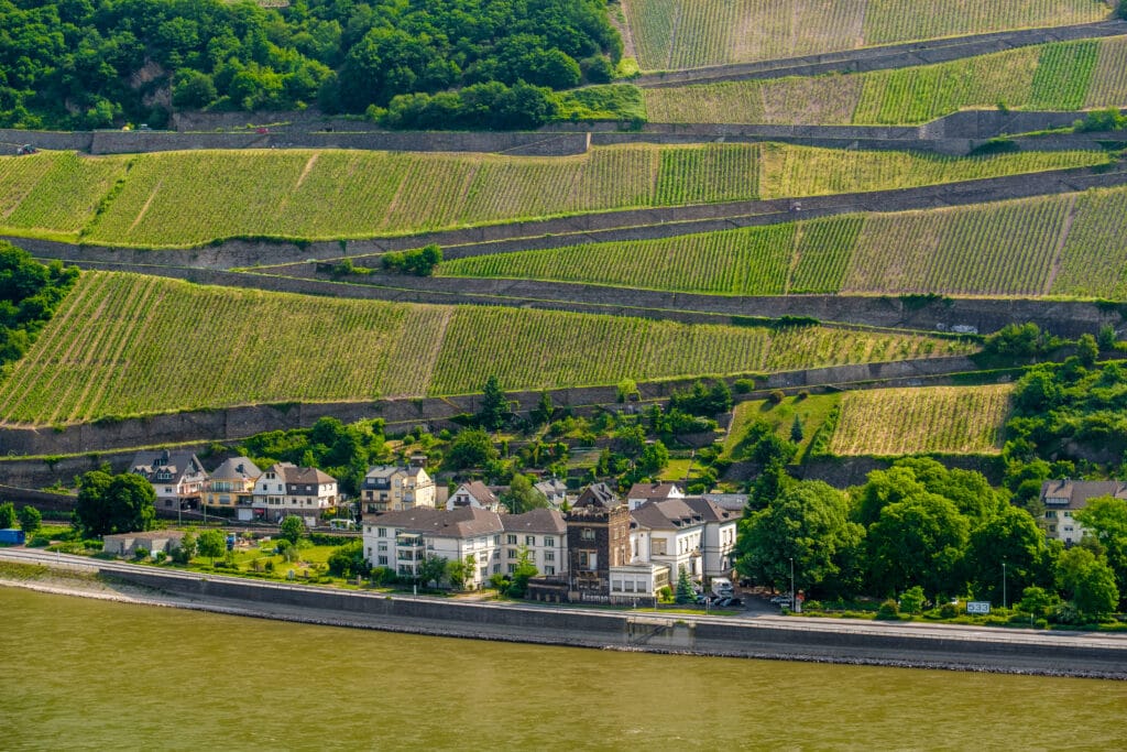 Vineyards At Rhine Valley (Rhine Gorge) In Germany