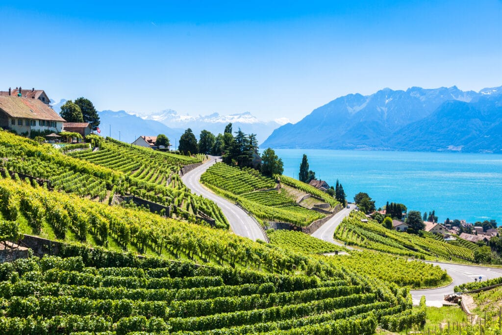 Vineyards In Lavaux Region  In Switzerland