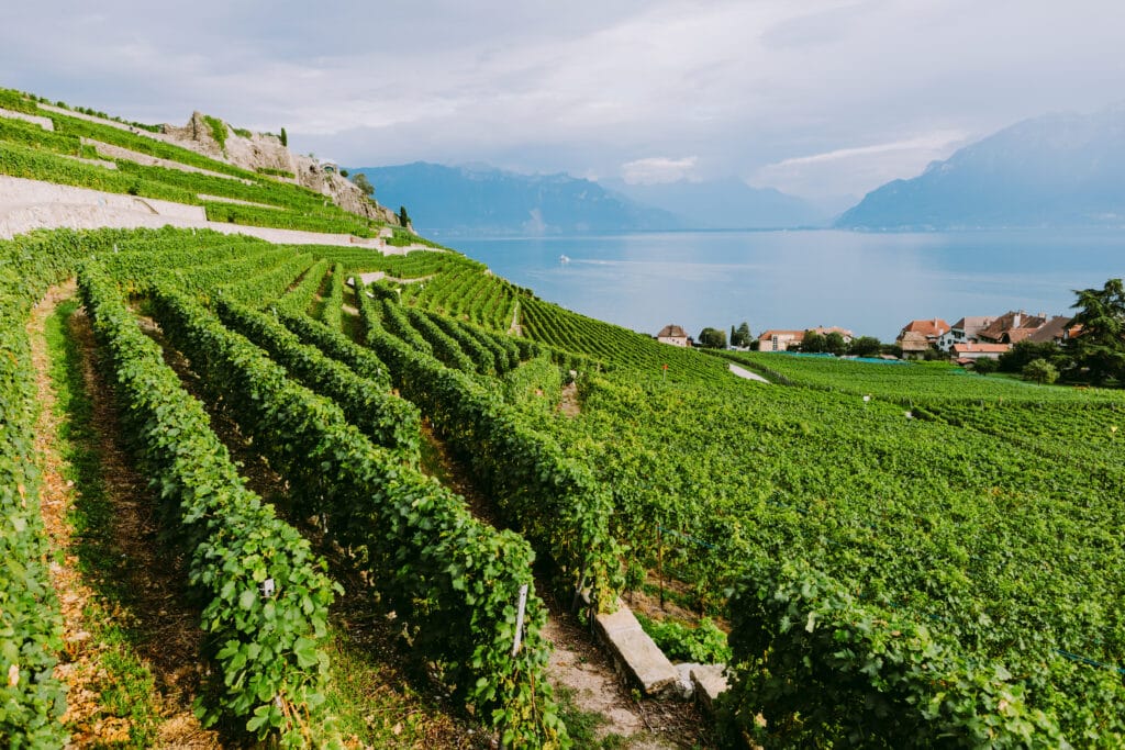 vineyards with mountains and lake views. Vineyards terraces with mountain view in Vevey, Switzerland.