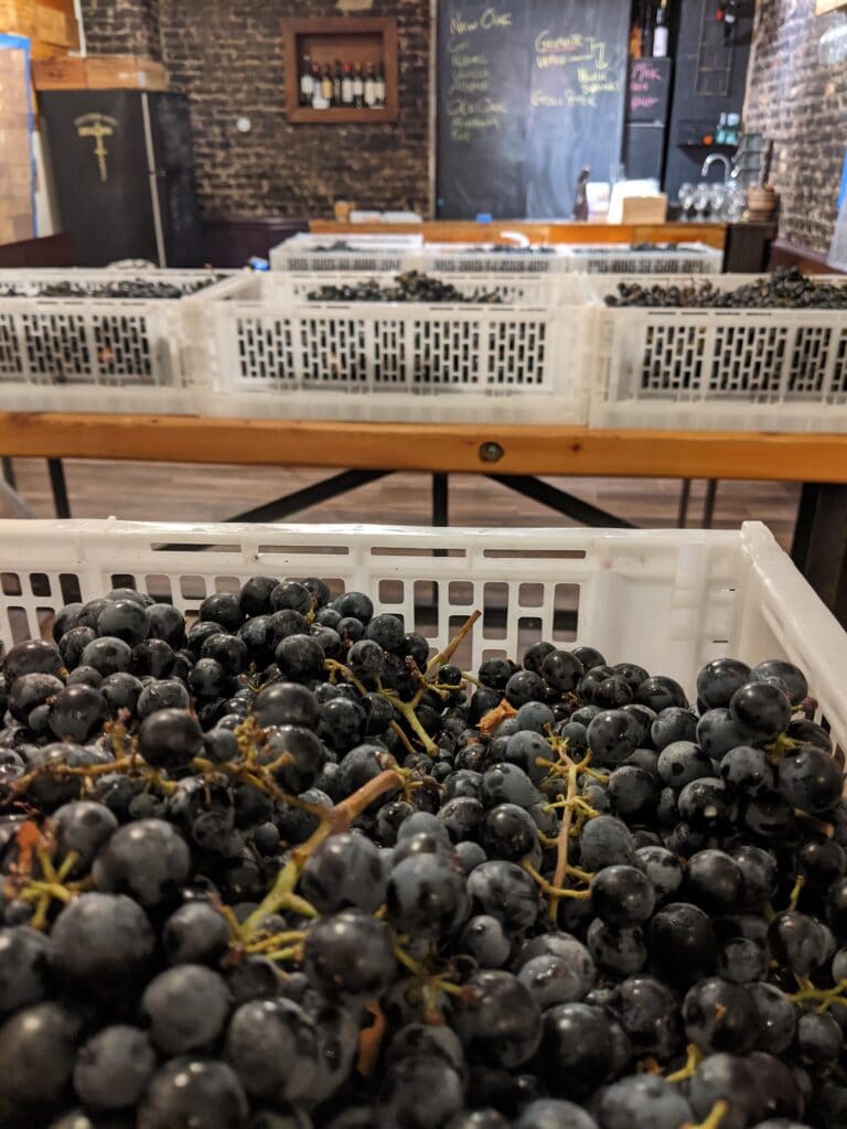 Winemaking Class At The School