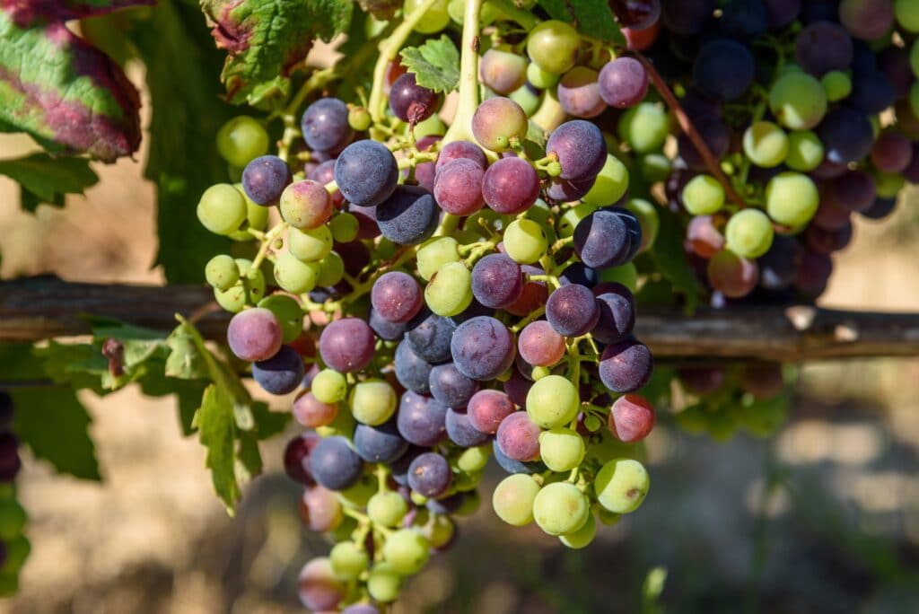 The Spanish Wine Grape Tempranillo