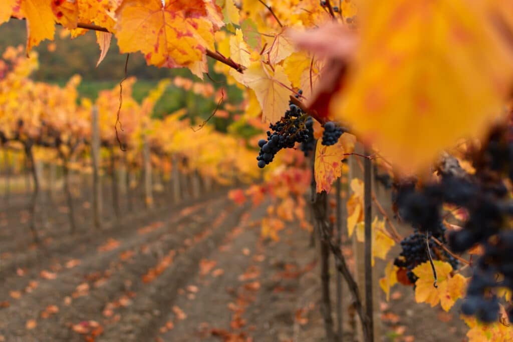 Autumn vineyard with ripe grapes on vines.