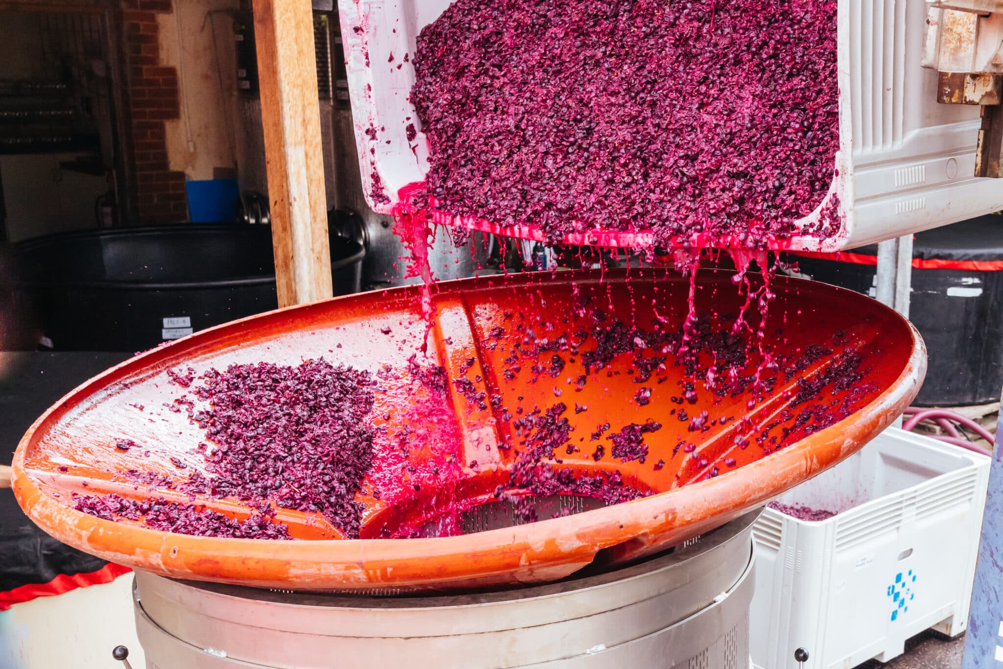 Crushed red grapes flowing into wine press